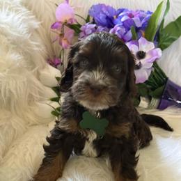 Green collar - Caramel male Australian Labradoodle puppy in Fontana, California from Grammy's Puppy Love doodles and poodles