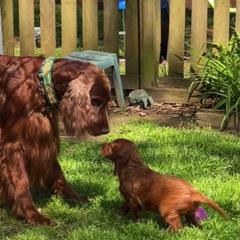 Irish Setters from Rumraisin Irish Setters