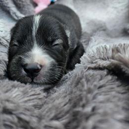 Mollie - Black and white female Pomsky puppy in Southern California, California from SoCal Pomskies LLC