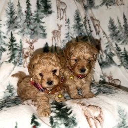 Mal-Shi, Maltese, and Maltipoo Puppies from Joy-fur puppies