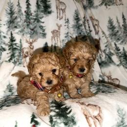 Mal-Shi, Maltese, and Maltipoo Puppies from Joy-fur puppies