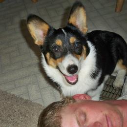 Diesel - Pembroke Welsh Corgi