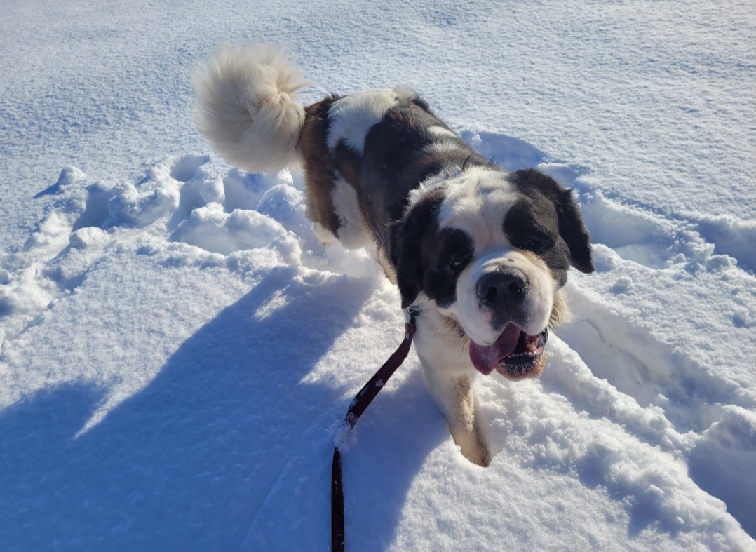 Pharaoh - Saint Bernard