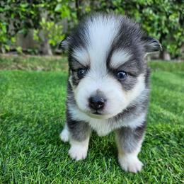 Nash - Black and white male Pomsky puppy in Southern California, California from SoCal Pomskies LLC