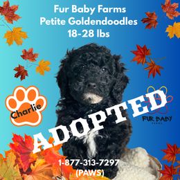 Charlie - Black male Goldendoodle puppy in Michigan from Fur Baby Farms
