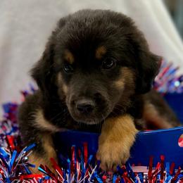 Green collar - Black tri male Miniature Australian Shepherd puppy in 32046, Florida from River Hill Ranch
