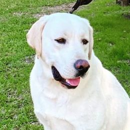 Ransom - Labrador Retriever