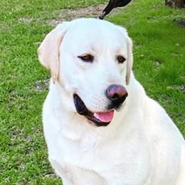 Ransom - Labrador Retriever