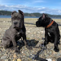 Cane Corso from Loch and Spruce Cane Corso