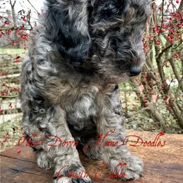 Goldendoodle Puppies from Ohio Down Home Doodles