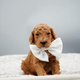 Grey collar boy - Red  male Goldendoodle puppy in Spokane, Washington from Beloved_doodles_WA