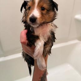 Puerto - Sable & white male Toy Shetland Sheepdog puppy in Spokane, Washington from Better Than Best Farm
