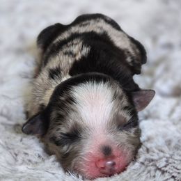 PS.BMF2 - Blue merle female Miniature Australian Shepherd puppy in Deer Lodge, Tennessee from KSH Aussie Haven