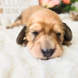 Aurora 4000 - Cream female Dachshund puppy in Sylvania, Alabama from Yancey’s Doxies