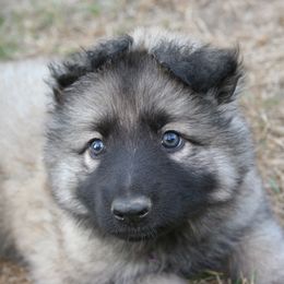 Shiloh Shepherd Puppies from Solace Shilohs