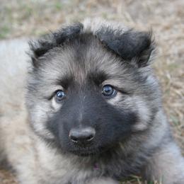 Shiloh Shepherd Puppies from Solace Shilohs