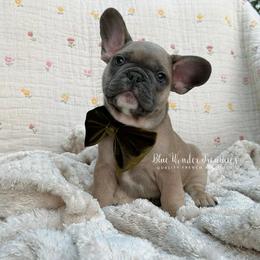 Legolas - Blue fawn male French Bulldog puppy in Loxahatchee, Florida from Blue Wonder Frenchies