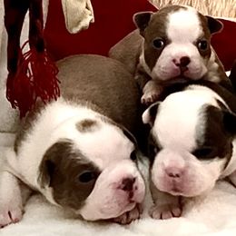 Boston Terriers and Chihuahuas from Itty Bitty Boston & Chi Co, Veteran Owned