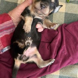 Laura - Black and cream female Dachshund puppy in Mountain Home, Arkansas from Furry Friends Kennel
