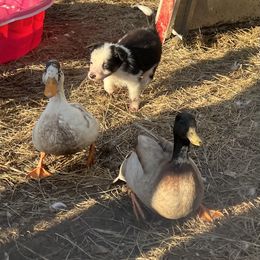 Australian Shepherd, Border Collie, and Sporty Mix Puppies from Fika Herders