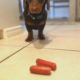 Dachshund Puppies from SoCal Mini Dachshunds