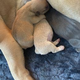 Fawn boy - Fawn male French Bulldog puppy in Piedmont, Oklahoma from 5A Frenchies