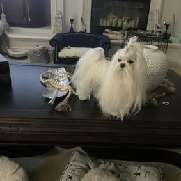 Maltese All Grown Up from A Maltese 4U