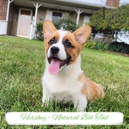 Hershey - Red male Pembroke Welsh Corgi puppy in Pine Village, Indiana from NL Horsemanship