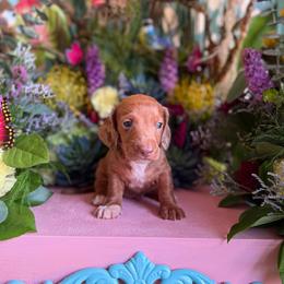 Cody - Dapple male Dachshund puppy in Wills Point, Texas from Duck Creek Farm