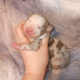 Australian Shepherd Puppies from Van Huitt Australian Shepherds