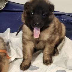 Belgian Tervuren Puppies from Baulerschmidt Belgians
