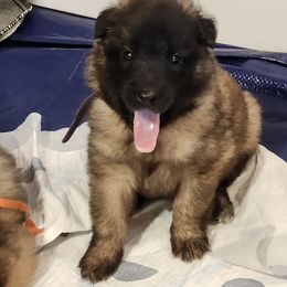 Belgian Tervuren Puppies from Baulerschmidt Belgians