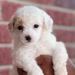 Leo - White male Poodle puppy in Ferriday, Louisiana from Denikka C