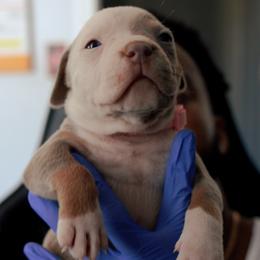 American Bully Puppies from EastSideMarky