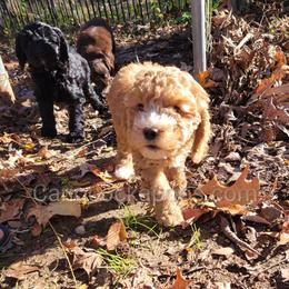 Cockapoo Puppies from Cano Cockapoos