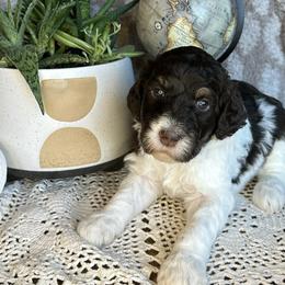 Elizabeth - Tri-color female Bernedoodle puppy in Bells, North Carolina from Neighborhood Poodles & Doodles