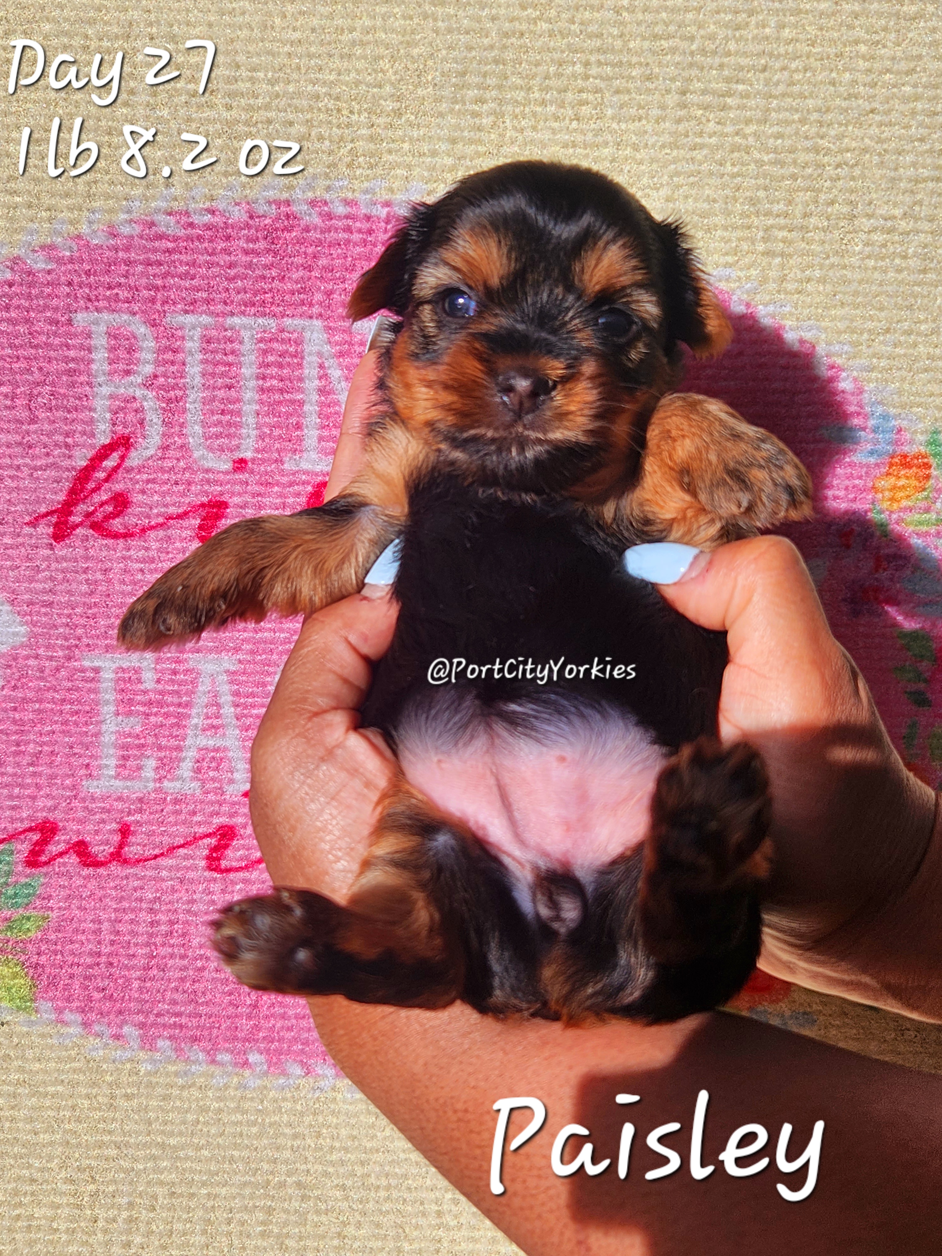 Yorkshire Terrier Puppies from Port City Yorkies LLC