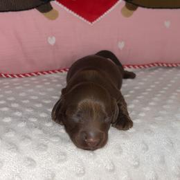 Chocolate male - Chocolate male Dachshund puppy in Clarksdale, Mississippi from Bo Didley's Doxies