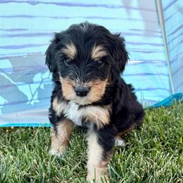 Brown Collar Boy - Tri-color male Bernedoodle puppy in Ogden, Utah from Salty Point Doodles