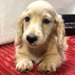 Cream boy - Cream male Dachshund puppy in Defuniak Springs, Florida from Anastasia Knight's Cocker Spaniels