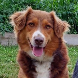 Hallie - Australian Shepherd