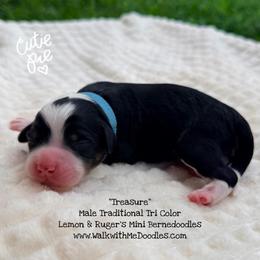 Treasure - Tri-color male Bernedoodle puppy in Orange, Texas from Walk with Me Doodles