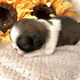 Blossom - Sable and white female Japanese Chin puppy in Davisville, Missouri from Uniquely Yours, Shelly’s Japanese Chins