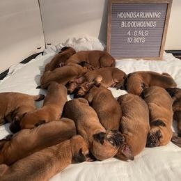 Boy 4 - Red male Bloodhound puppy in Paoli, Indiana from Houndsarunning Bloodhounds