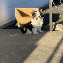 Yorkshire Terrier Puppies from Reed ridge kennels