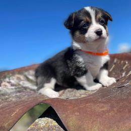 Pembroke Welsh Corgi Puppies from Top-Notch Paws