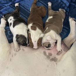 Bulldog Puppies from Sweet Rolls