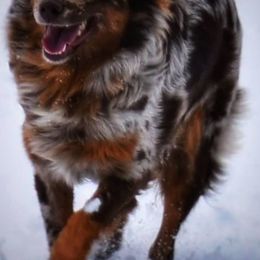 Rouge - Australian Shepherd
