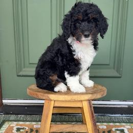 August - Phantom female Bernedoodle puppy in Grants Pass, Oregon from Royal Empire Bernedoodles