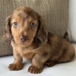 Porter - Dapple male Dachshund puppy in Bentonville, Arkansas from Boujee Buns Dachshunds